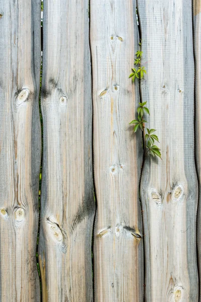 Texture del legno — Foto Stock