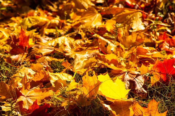 Текстура осенних кленовых листьев — стоковое фото