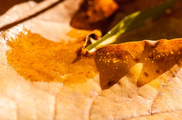 Textura de hojas de arce de otoño — Foto de Stock