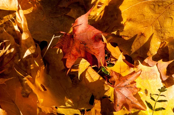 Textura de hojas de arce de otoño — Foto de Stock
