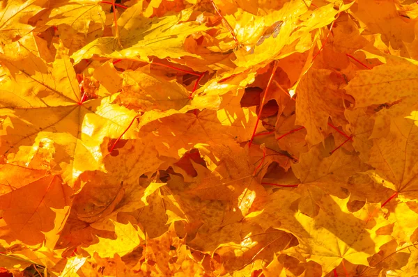 Textur der Blätter des Herbst-Ahorns — Stockfoto