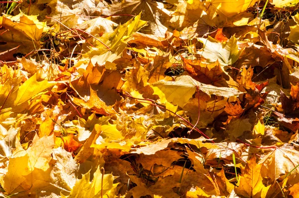 Texture delle foglie d'acero autunnale — Foto Stock