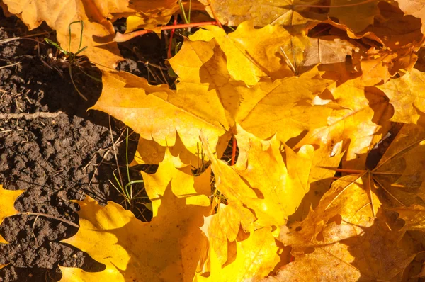 Texture delle foglie d'acero autunnale — Foto Stock