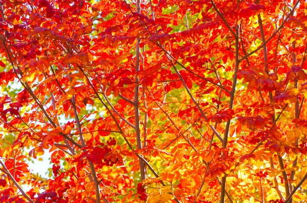 秋天，枫树叶的纹理 — 图库照片