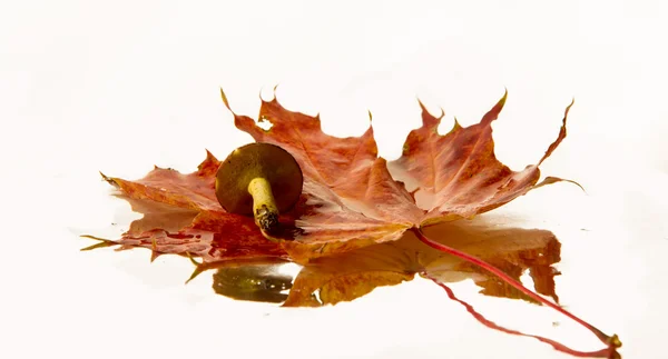 Textura de hojas de arce de otoño —  Fotos de Stock