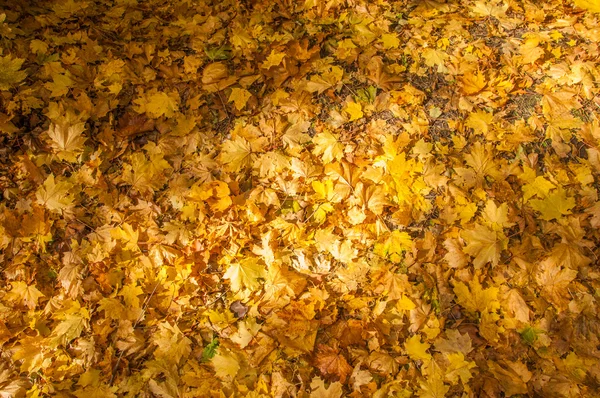 Texture delle foglie d'acero autunnale — Foto Stock