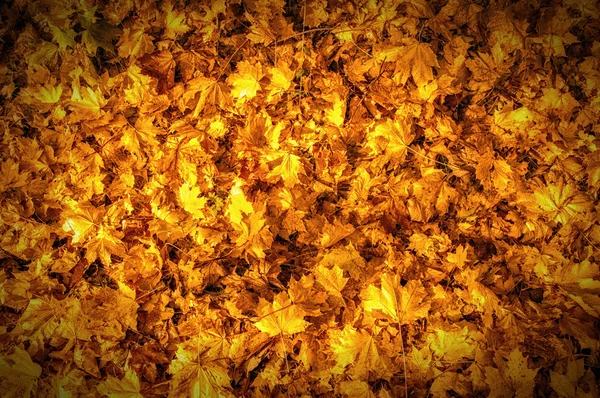 Texture of autumn maple leaves — Stock Photo, Image