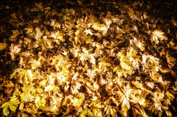 Textur der Blätter des Herbst-Ahorns — Stockfoto