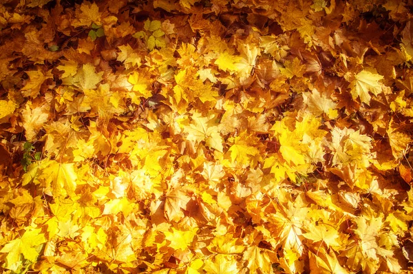 Texture delle foglie d'acero autunnale — Foto Stock