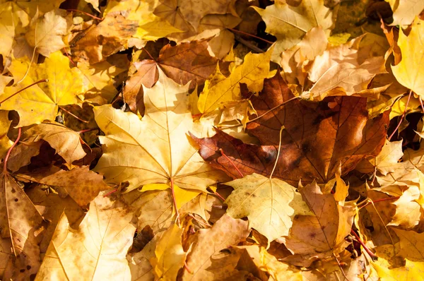 Textura de folhas de bordo de outono — Fotografia de Stock