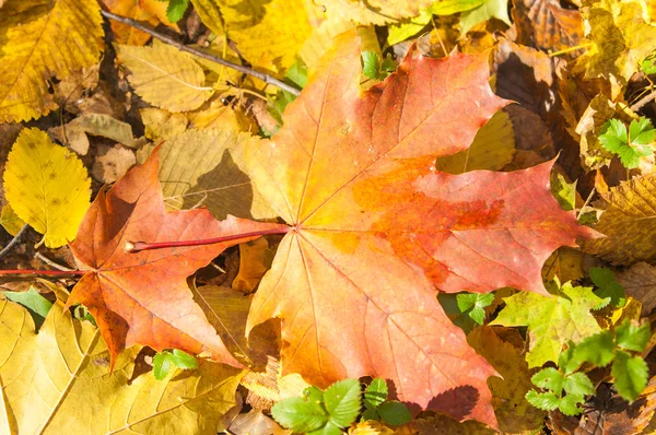 Texture des feuilles d'érable d'automne — Photo