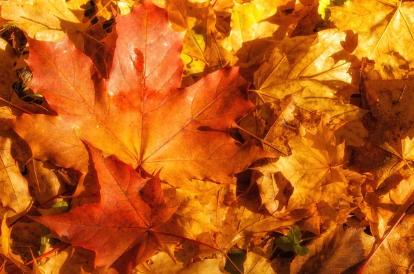 Textura de hojas de arce de otoño — Foto de Stock