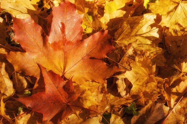 Tekstura jesień klon liści — Zdjęcie stockowe