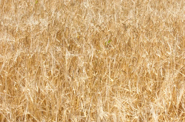 The texture of a wheat field. — Stock Photo, Image