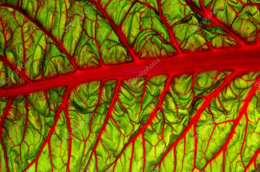 Beet leaf texture Stock Photo by ©ekina1 59879507