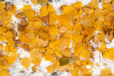 Sonbahar kar bırakıyor. doku