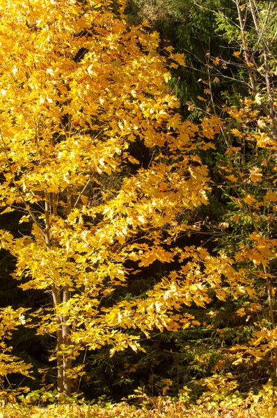 Sonbahar akçaağaç yaprakları dokusuna