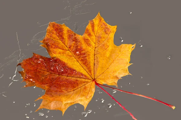 Textura de hojas de arce de otoño —  Fotos de Stock