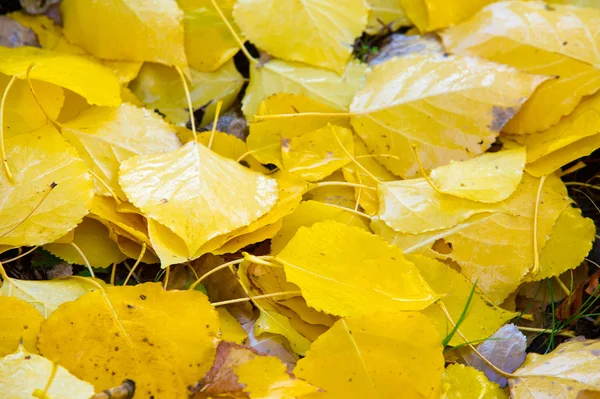 Texture of autumn leaves. Photographed in the autumn park