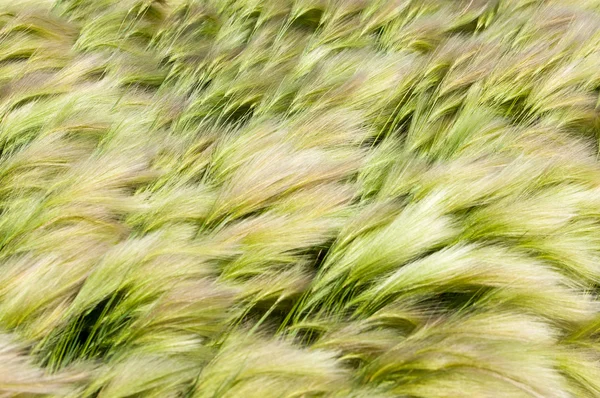 Feather Grass Mat Grass Feather Grew Kazakh Steppe Texture — Stock Photo, Image