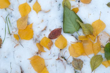 Sonbahar kar bırakıyor. doku. Kar ilk Güz. Sarı huş ağacı yaprakları karda