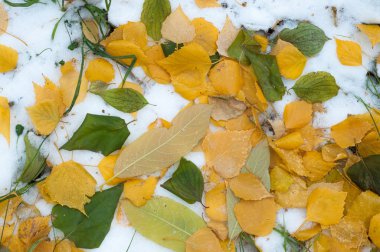 Sonbahar kar bırakıyor. doku. Kar ilk Güz. Sarı huş ağacı yaprakları karda