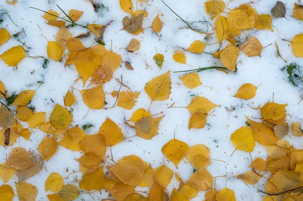 Bladeren herfst sneeuw. textuur — Stockfoto
