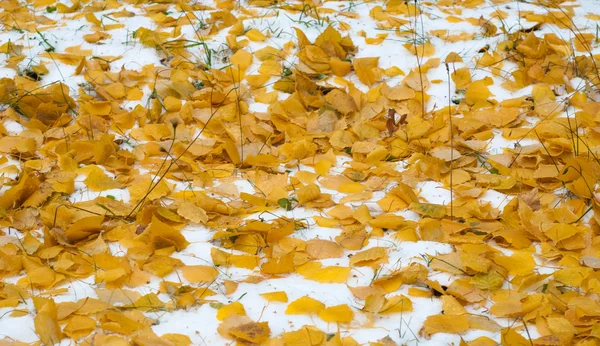 Deja nieve de otoño. textura —  Fotos de Stock