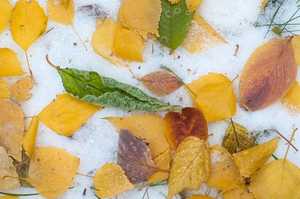 Lämnar Hösten Snö Textur Först Faller Snö Gula Björklöv Snön — Stockfoto