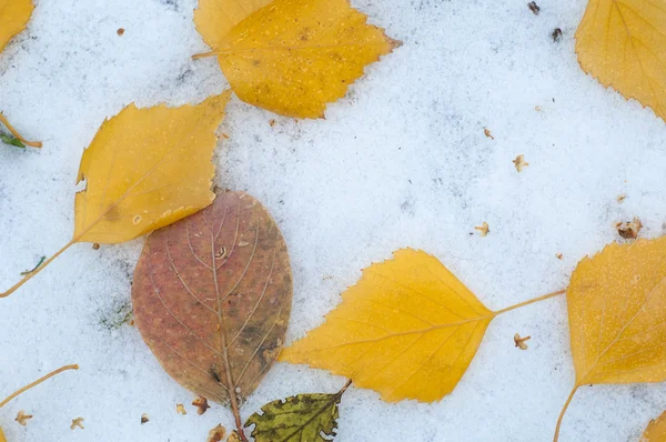 葉秋に雪 テクスチャです 雪の最初の秋 雪の中で黄色の白樺の葉 — ストック写真