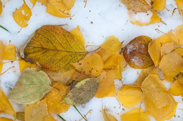 Lämnar Hösten Snö Textur Först Faller Snö Gula Björklöv Snön — Stockfoto