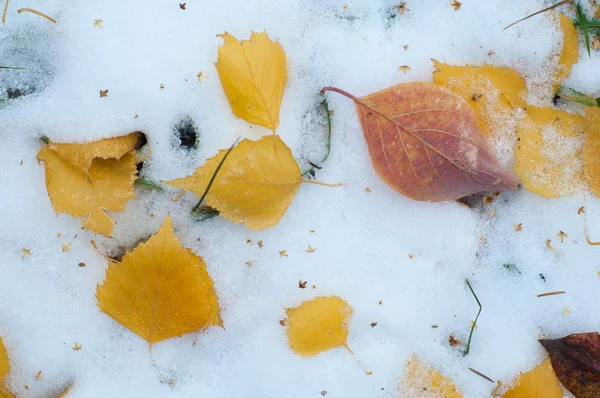 Lässt Herbstschnee Liegen Textur Der Erste Schneefall Gelbe Birkenblätter Schnee — Stockfoto