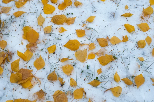 叶秋雪 雪首次下降 白桦叶黄雪中 — 图库照片