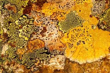 Liken taş dokusuna. Kaba granit taş arka plan doku Rock. Eski bir taş duvar.