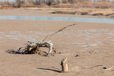 Kum doku. Vahşi doğada kum