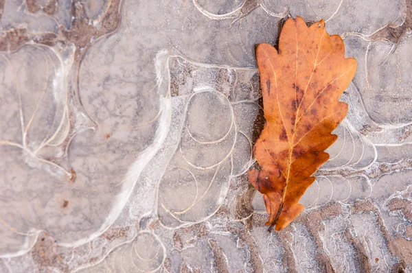 Poça de gelo. Folha de carvalho no outono — Fotografia de Stock