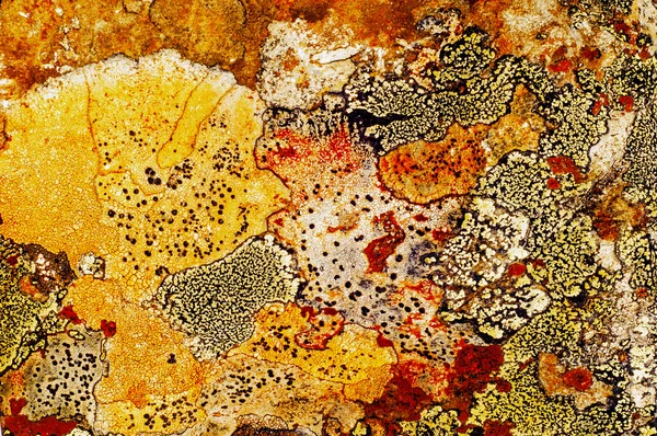 Texture de lichen sur la pierre — Photo