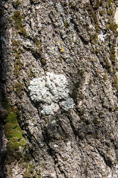 Texture del legno — Foto Stock