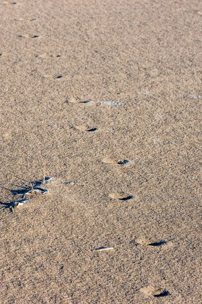 The texture of the sand. Sand in the wild nature