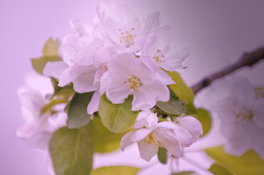 Bahar. elma çiçeği ağaçlarda. çiçekler Apple. beyaz çiçek çiçek açması ağacının kapatın. Beyaz çiçekli elma kiraz ağacının güzel bahar çiçeği. 