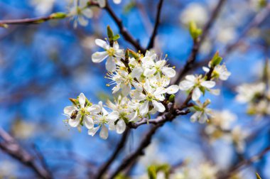 apple'nın çiçekleri