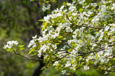 apple'nın çiçekleri