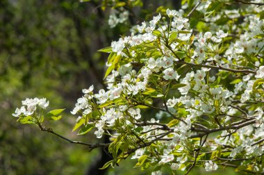 Bahar. elma çiçeği ağaçlarda. çiçekler Apple. beyaz çiçek çiçek açması ağacının kapatın. Beyaz çiçekli elma kiraz ağacının güzel bahar çiçeği. 