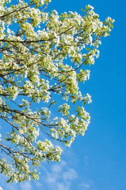 Bahar. elma çiçeği ağaçlarda. çiçekler Apple. beyaz çiçek çiçek açması ağacının kapatın. Beyaz çiçekli elma kiraz ağacının güzel bahar çiçeği. 