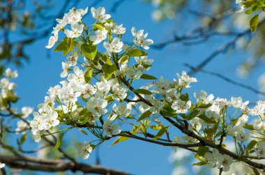 apple'nın çiçekleri