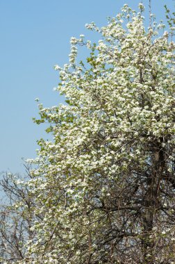 Bahar. elma çiçeği ağaçlarda. çiçekler Apple. beyaz çiçek çiçek açması ağacının kapatın. Beyaz çiçekli elma kiraz ağacının güzel bahar çiçeği. 