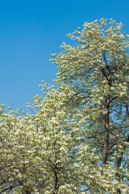 Bahar. elma çiçeği ağaçlarda. çiçekler Apple. beyaz çiçek çiçek açması ağacının kapatın. Beyaz çiçekli elma kiraz ağacının güzel bahar çiçeği. 