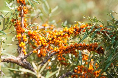 cehri çilek. Deniz topalak. Bir ormanda fotoğrafı. 