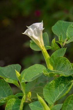 Datura. Uyuşturucu, tatula, diken-elma, jimsonweed. Datura çiçek sokak fotoğrafı