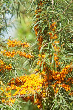 cehri çilek. Deniz topalak. Bir ormanda fotoğrafı. 